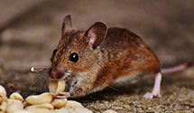 24 Hour & Emergency Exterminators in State University, NC